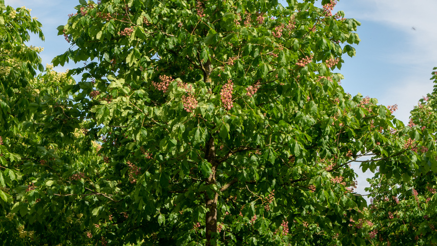 Aesculus x carnea 'Briotii' haute tige