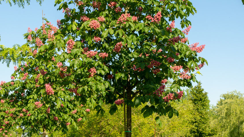 Aesculus x carnea 'Briotii' haute tige