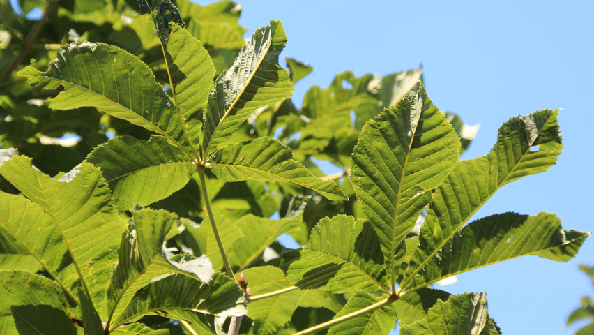 Aesculus x carnea 'Briotii' Feuilles