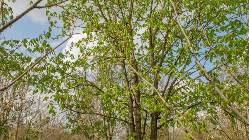Aesculus x carnea 'Briotii' multi-troncs