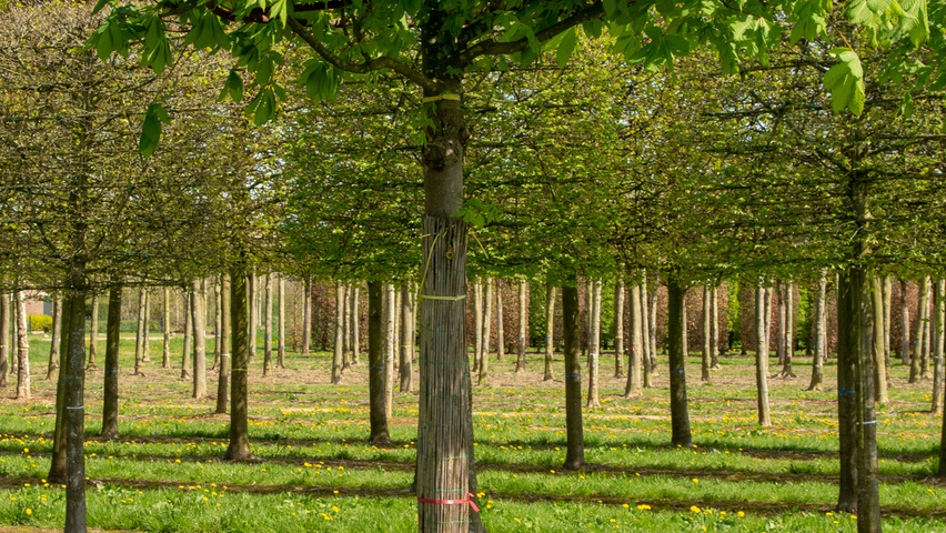 Aesculus x carnea 'Briotii' plateau