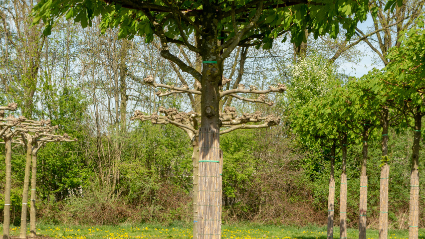 Aesculus x carnea 'Briotii' plateau