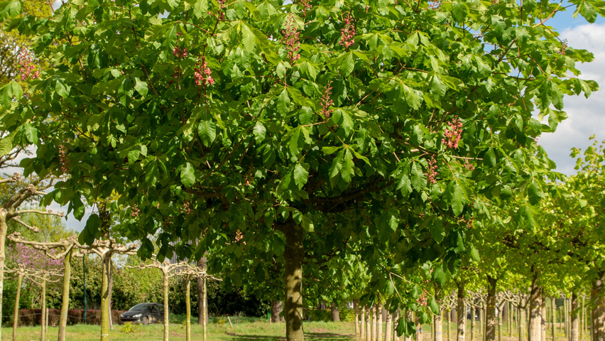 Aesculus x carnea 'Briotii' plateau