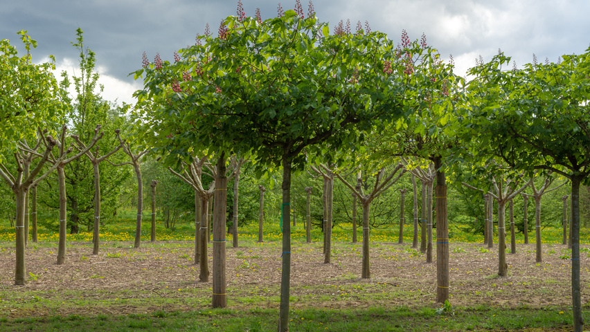 Aesculus x carnea 'Briotii' plateau