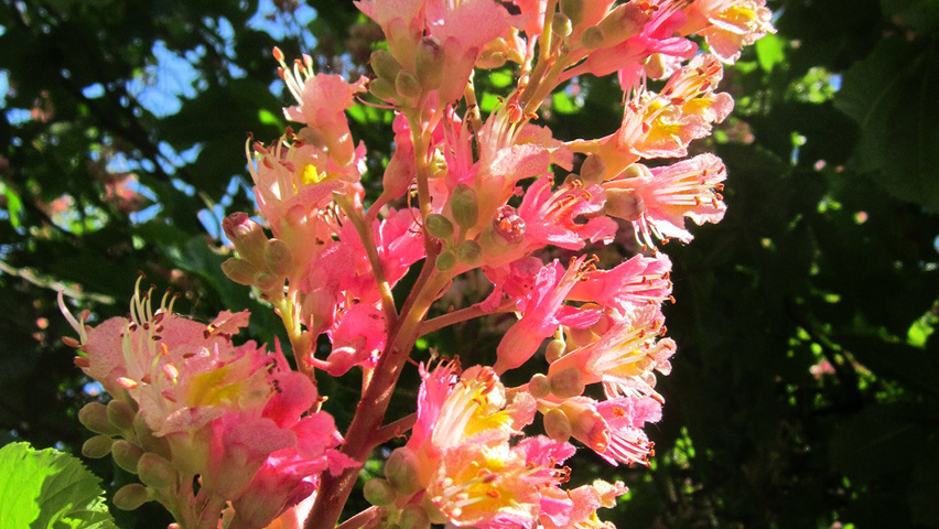 Aesculus x carnea bloem