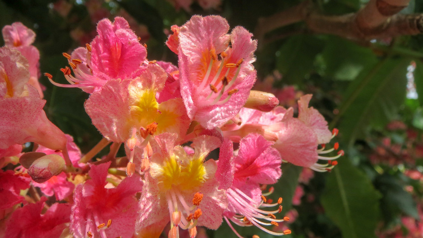 Aesculus x carnea bloem