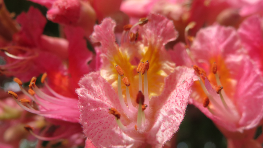 Aesculus x carnea bloem