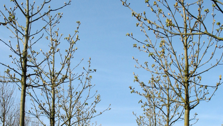 Aesculus x carnea hoogstam