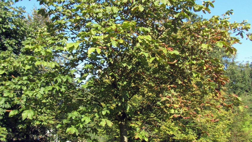 Aesculus x carnea hoogstam