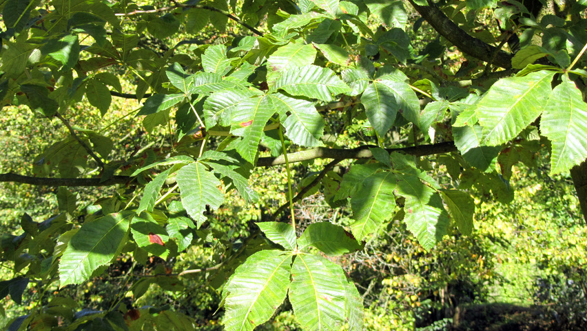 Aesculus x carnea blad