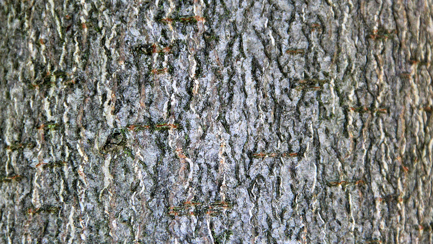 Aesculus x carnea 'Plantierensis' kora