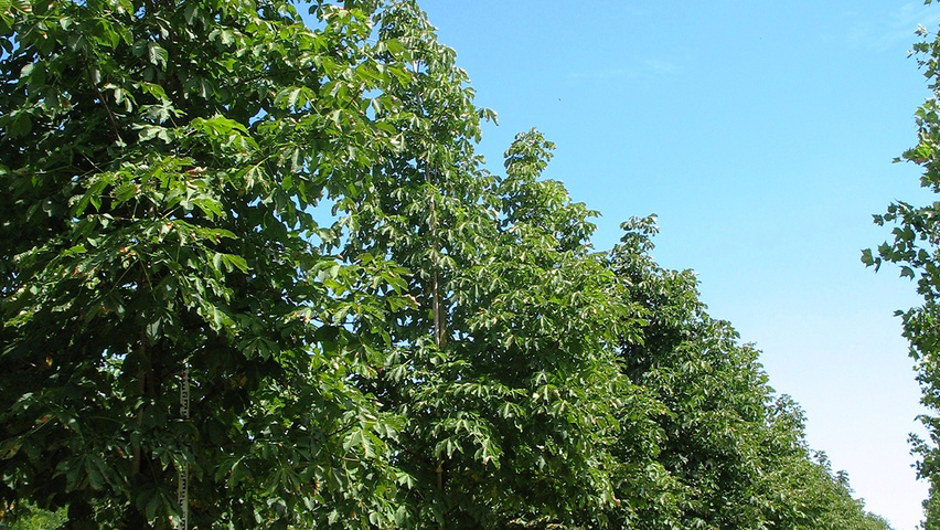 Aesculus x carnea 'Plantierensis' pienne