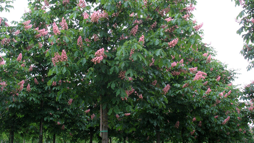Aesculus x carnea 'Plantierensis' pienne