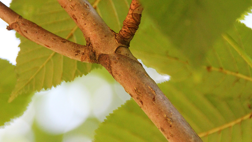 Aesculus x carnea 'Plantierensis' pędy