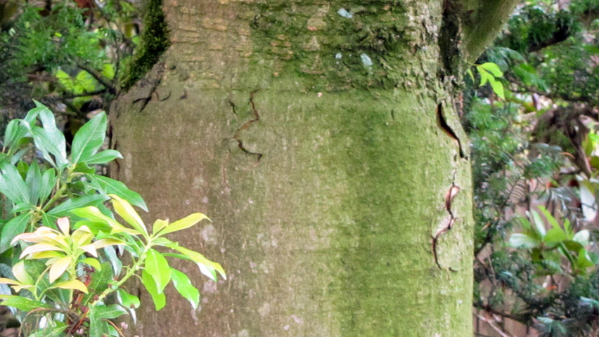 Aesculus x mutabilis 'Induta' bark