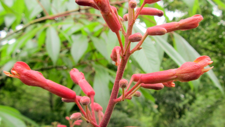 Aesculus x mutabilis 'Induta' flowers