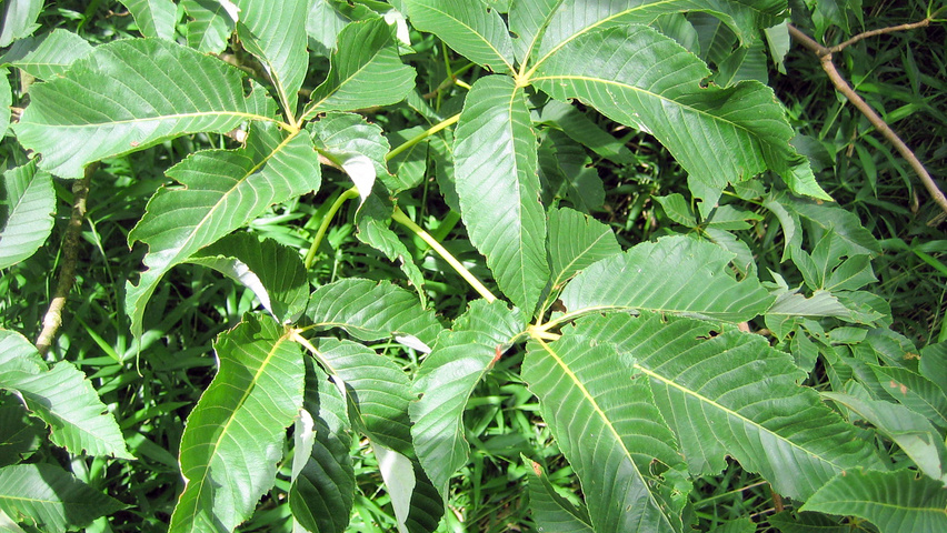 Aesculus x mutabilis 'Induta' leaves