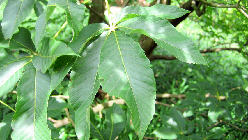 Aesculus x mutabilis 'Induta' leaves