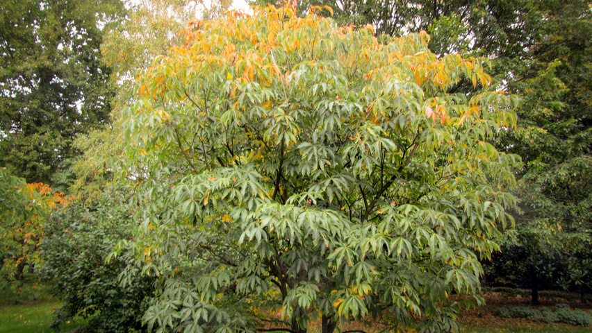Aesculus x mutabilis 'Induta' solitary shrubs