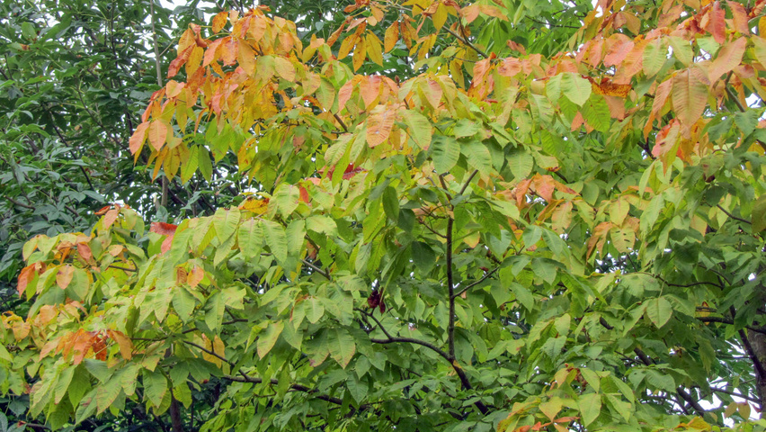 Aesculus x neglecta 'Erythroblastos' autumn leaves