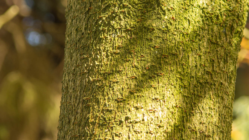 Aesculus x neglecta 'Erythroblastos' bark