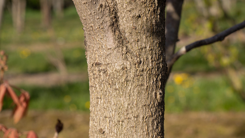 Aesculus x neglecta 'Erythroblastos' bark