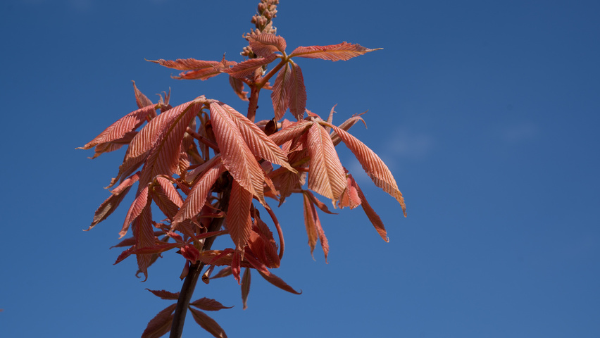Aesculus x neglecta 'Erythroblastos' flowers
