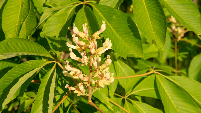 Aesculus x neglecta 'Erythroblastos' flowers