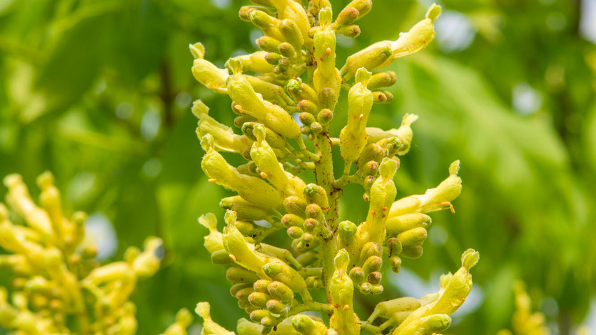 Aesculus x neglecta 'Erythroblastos' flowers