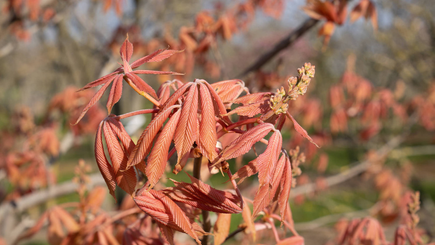 Aesculus x neglecta 'Erythroblastos' flowers