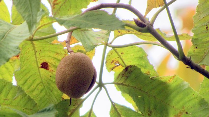 Aesculus x neglecta 'Erythroblastos' fruits