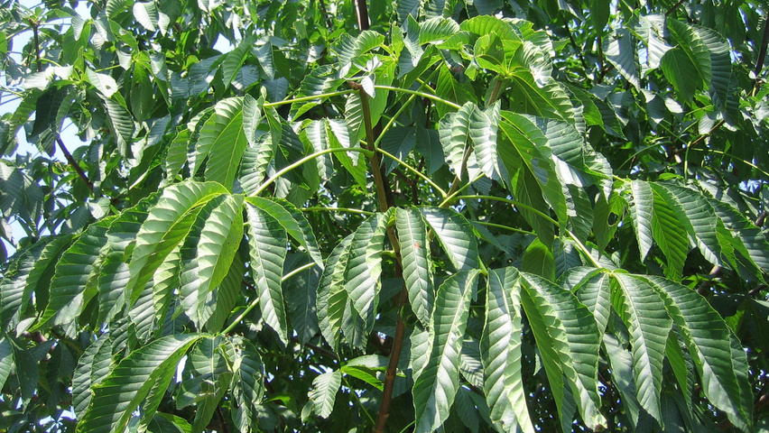 Aesculus x neglecta 'Erythroblastos' leaves