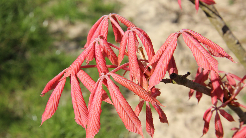Aesculus x neglecta 'Erythroblastos' leaves