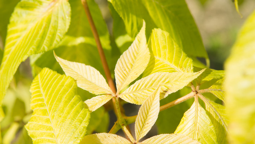 Aesculus x neglecta 'Erythroblastos' leaves
