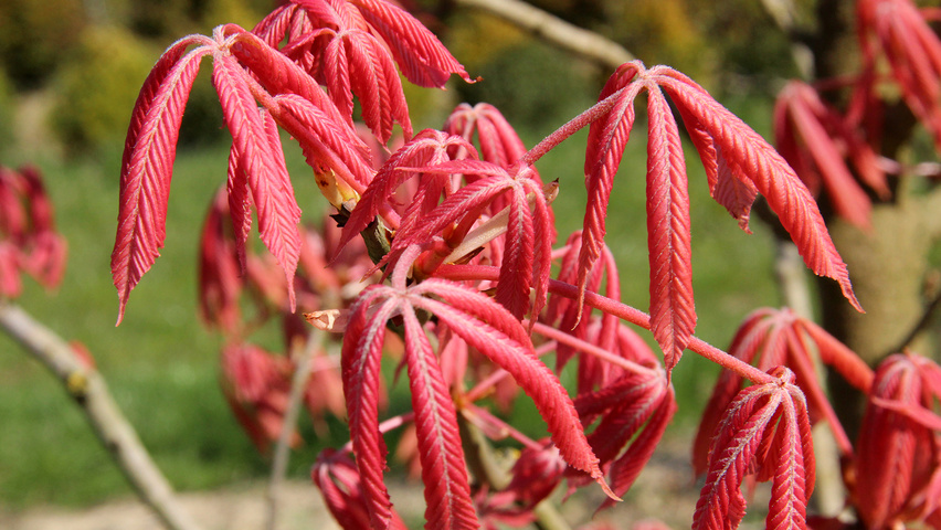 Aesculus x neglecta 'Erythroblastos' | TreeEbb | Online tree-finding tool |  Ebben Nurseries