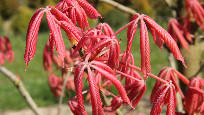 Aesculus x neglecta 'Erythroblastos' leaves