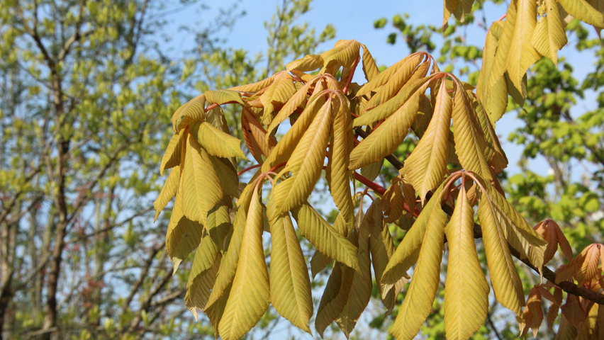 Aesculus x neglecta 'Erythroblastos' leaves