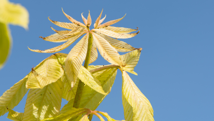 Aesculus x neglecta 'Erythroblastos' leaves
