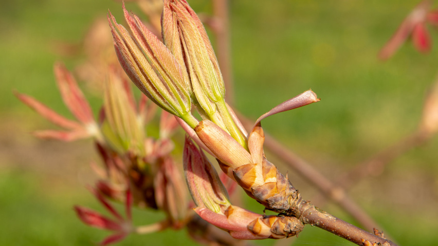 Aesculus x neglecta 'Erythroblastos' leaves