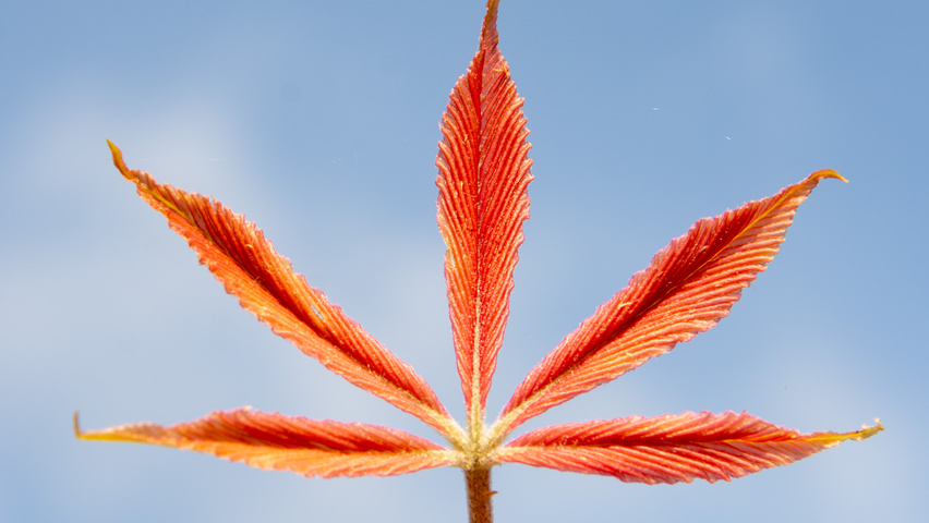 Aesculus x neglecta 'Erythroblastos' leaves