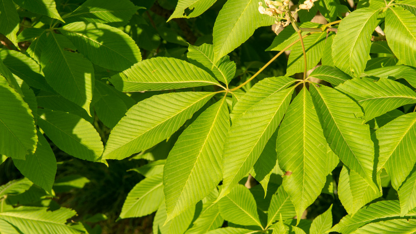 Aesculus x neglecta 'Erythroblastos' leaves