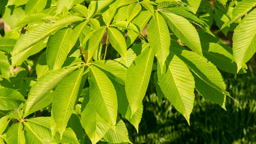 Aesculus x neglecta 'Erythroblastos' leaves