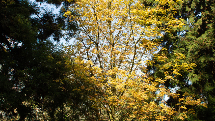 Aesculus x neglecta 'Erythroblastos' solitary shrubs