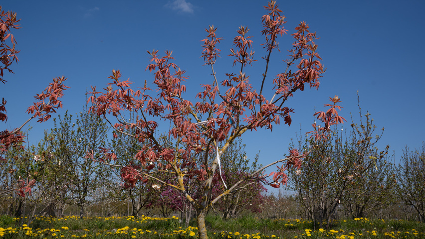 Aesculus x neglecta 'Erythroblastos' solitary shrubs
