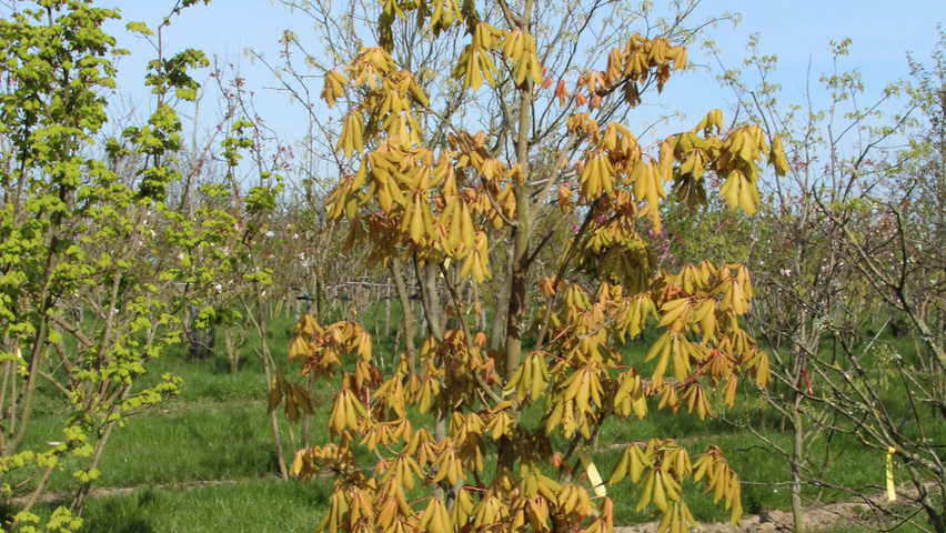 Aesculus x neglecta 'Erythroblastos' solitary shrubs
