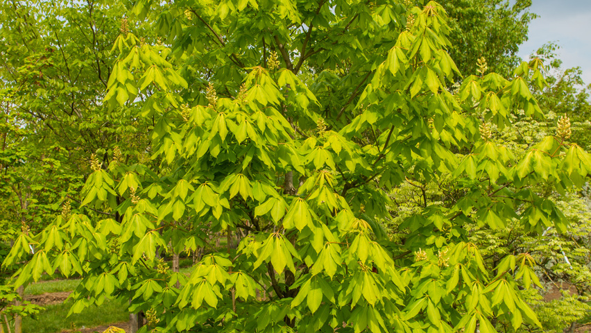 Aesculus x neglecta 'Erythroblastos' solitary shrubs