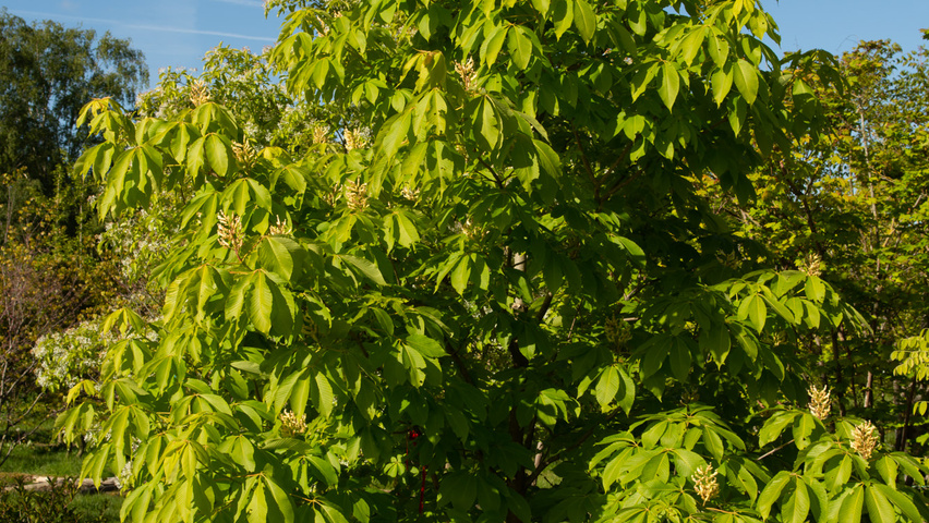 Aesculus x neglecta 'Erythroblastos' solitary shrubs