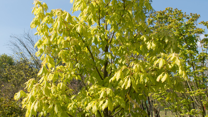 Aesculus x neglecta 'Erythroblastos' solitary shrubs