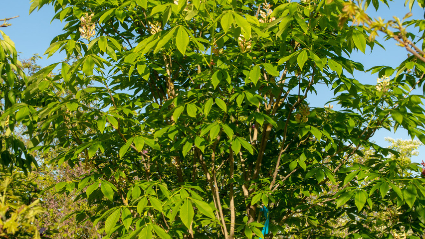 Aesculus x neglecta 'Erythroblastos' solitary shrubs