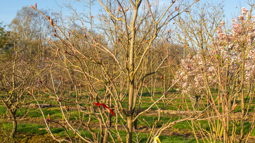 Aesculus x neglecta 'Erythroblastos' solitary shrubs